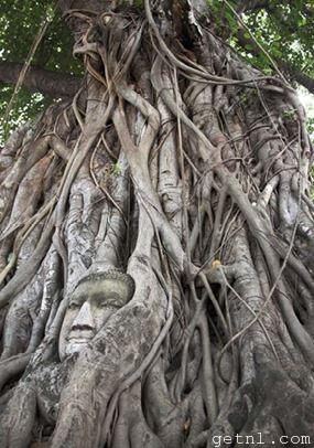 Buddha’s head encased in tangled tree roots at Wat Phra Mahathat, Ayutthaya, Thailand