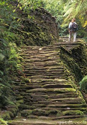 Stone steps leading into the heart of the jungle at Ciudad Perdida in Colombia’s Sierra Nevada
