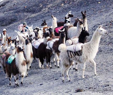 ABOVE Trekking with llamas on a mountain slope in the Cordillera Real, Bolivia 