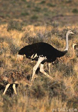 Ostriches walking freely through the shrubland at the Karoo National Park, South Africa