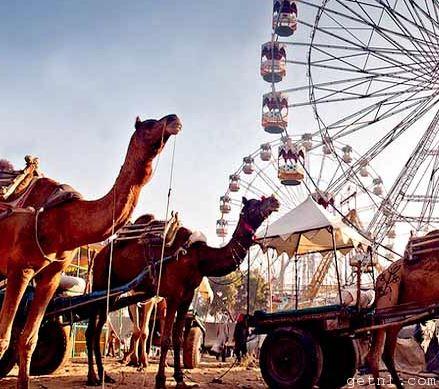 Tourism Pushkar camel fair, rajasthan, India