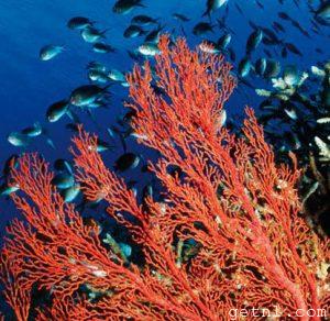 Shoal of reef fish around a bright red sea fan, Banda Neira