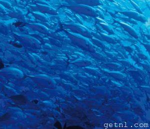 A mesmerizing shoal of Bigeye trevally fish at Blue Corner