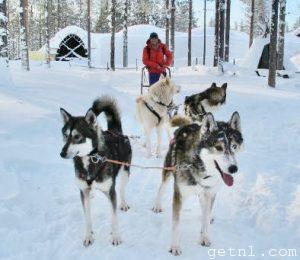 Tourism Dog Sledding, Finland