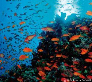 Orange lyretail anthias swimming on the reef, Gulf of Aqaba