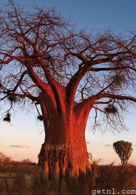 A bare-branched baobab tree drenched in evening sunlight, Ruaha National Park, Tanzania
