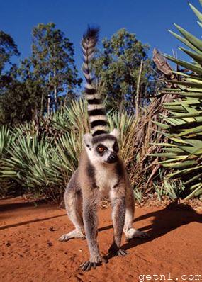 A distinctive-looking ring-tailed lemur in the lush rain forest of Madagascar