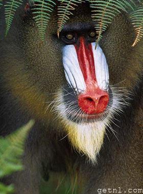 A mandrill with its characteristic nasal colorings, Lopé National Park, Gabon
