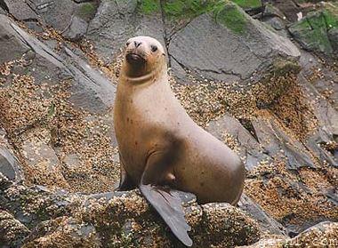 ABOVE A sea lion perched on a rock, Beagle Channel