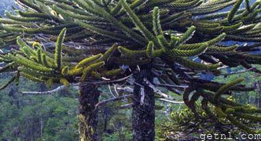 ABOVE Monkey-puzzle trees on a hillside in the Chilean Lake District