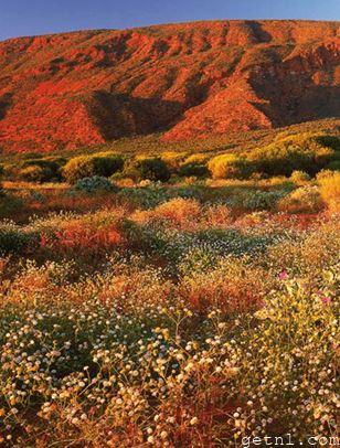 Mount Augustus with wild flowers in foreground, Australia